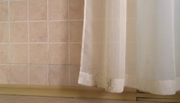 Best Environmental Consulting for Mold Prevention  in Wichita Falls, TX