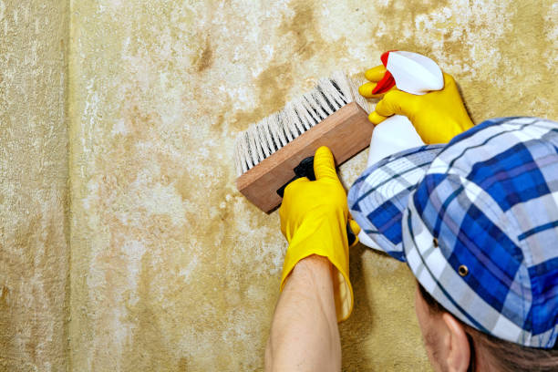 Best Water Damage & Mold Remediation  in Wichita Falls, TX