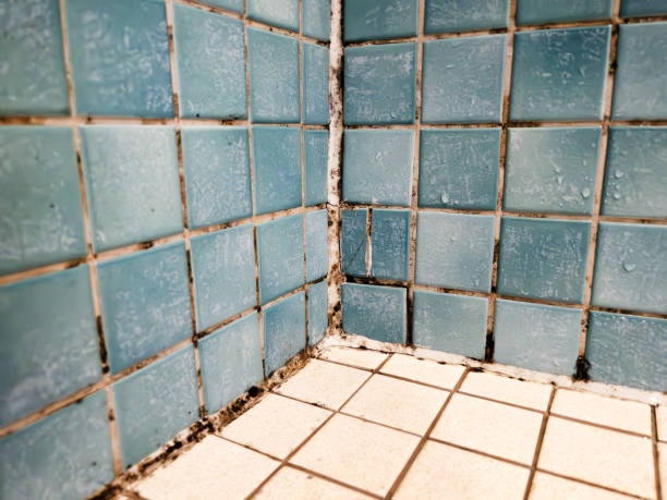 Best Real Estate Mold Inspection  in Wichita Falls, TX