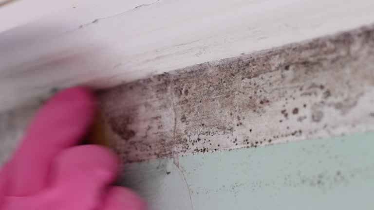 Best Attic Mold Removal  in Wichita Falls, TX